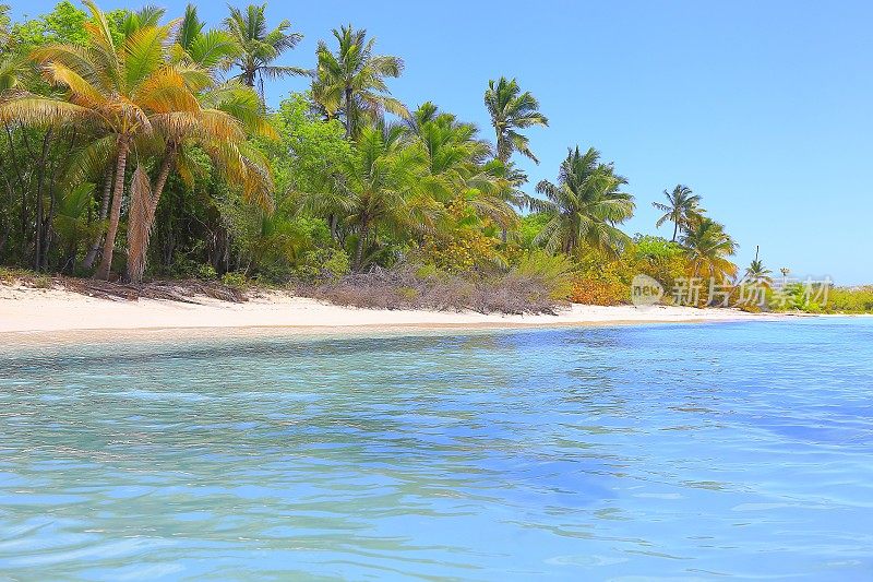 热带天堂:沙漠荒芜的绿松石海滩，Saona岛，Punta Cana -多米尼加共和国